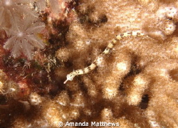 Broken-Bands Pipefish
This little fellow was a real trea... by Amanda Matthews 